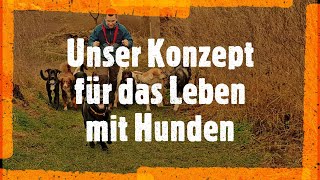 Hundetraining von Steve Kaye mit Praxisvideos zur Mehrhundehaltung