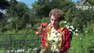 Как сажать розы из коробки. Сайт "Садовый мир"