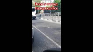 Змеи в городе. Ул Революции 1905 года. Новороссийск