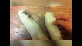 ХАСКИ БОИТСЯ ЩЕКОТКИ/ Husky is afraid of being tickled/ собака боится щекотки.