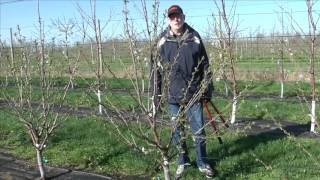 Pruning Gisela cherry trained to KGB