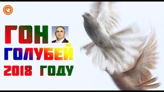 ГОН ГОЛУБЕЙ 2018 ГОД!//ХОТЕЛОСЬ ГОНЯТЬ ГОЛУБЕЙ В 2018 ГОДУ ЛЕТЕЛИ//ПОЛЁТ ГОЛУБЕЙ РАДОВАЛ В 2019 ГОДУ