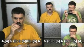 Blue canary на губной гармошке