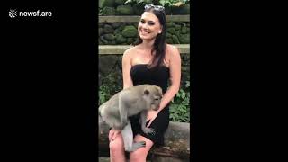 Wild Monkey gets Cheeky and Exposed woman's Breasts in Bali