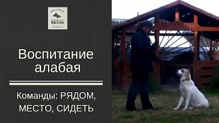 [Дрессировка щенка алабая] Команда РЯДОМ, СИДЕТЬ, МЕСТО