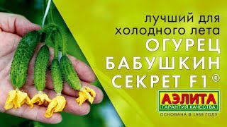 Лучший огурец для холодного лета  "Бабушкин секрет"