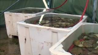 Scallop Diving in Norway