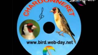 The Goldfinch , chant de Chardonneret (The Best compilation 4) 2013