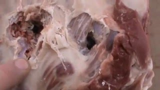 МР 79 - 9 ТМ Отстрел патронов 60 и 91 Дж. по мясу.