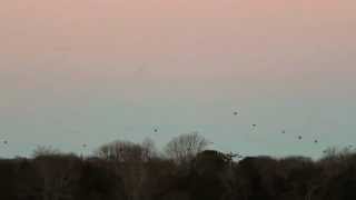 Large Fish Crow Flock Calling