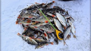 Вот это рыбалка! Бешеный клёв окуня и плотвы! Пожалуй, самая лучшая зимняя рыбалка видео!