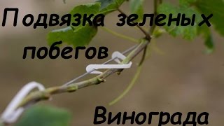 Первая подвязка зеленых побегов винограда.[зеленые операции]