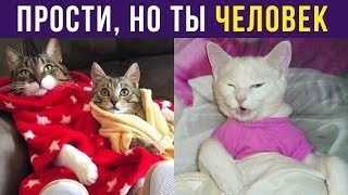 Приколы. ПРОСТИ, ЧЕЛОВЕК, НО ТЫ НЕ КОТ | Мемозг #174