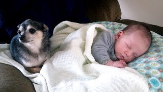 Little Chihuahua protects and takes care Baby | Dog is the best nanny of Baby