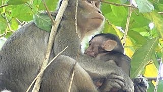 Anna Warming and Give Milk To Alba On Tree | Monkey Crying