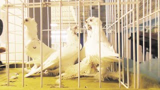 Сильнейшая выставка голубей в Украине | 2 ЧАСТЬ | г. Кременчуг | 30 ноября 2019 г.