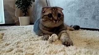 Scottish fold Whisky | Шотландская вислоухая кошка Виски