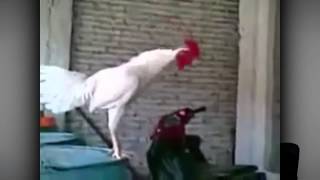 Стас Давыдов this is хорошо Для гурманов серия 209