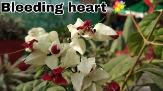 How to care bleeding heart/ Clerodendrum thomsoniae plant