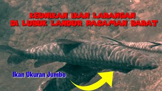 Keunikan Ikan Larangan Lubuk Landur ( Pasaman Barat)
