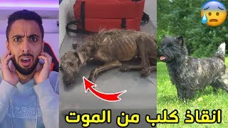 انقاذ حيوانات من الموت/شوفو وش صار للكلب!!!???