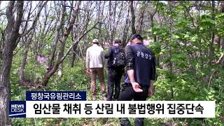 2019. 4. 12 [원주MBC] 봄철 임산물 채취 등 불법행위 집중단속