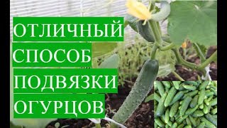Выращивание Огурцов в Теплице. Отличный Способ Подвязки Огурцов.