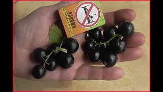 ЭБОНИ  -  ранний сорт смородины из Англии.