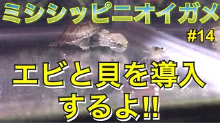 【ミシシッピニオイガメ】飼育 14 エビと貝を水槽に導入するよ‼︎