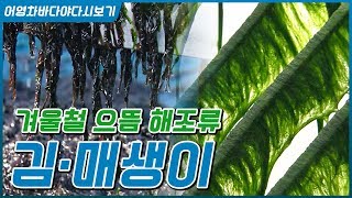 인류 역사와 함께 한 해조류 '김' 과 '매생이' #슈퍼김 #김수출 #우두마을 #김 요리 #매생이 요리