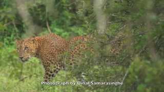Yala National Park, Sri Lanka: 2014