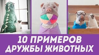 Смешная дружба животных: 10 примеров необычных дружественных отношений
