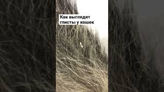Глисты у кошки