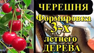 ПРАВИЛЬНАЯ Формировка черешни возрастом 3-х лет