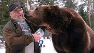 Иностранцы в россии - первая встреча с медведем