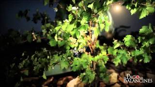 ASÍ SE HACEN NUESTROS VINOS: UN AÑO EN LOS BALANCINES