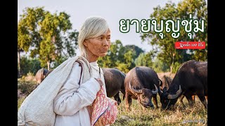 Ep.69 ยายบุญชุ่ม เลี้ยงควายเป็นอาชีพมากว่า20ปี ตามรอยบรรพบุรุษที่พุทไธสง บุรีรัมย์