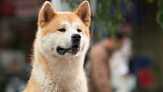 10 ЛУЧШИХ фильмов про ЖИВОТНЫХ!