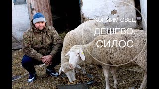 Кормим овец дешево. Силос