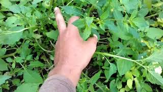 এ গাছ কোথাও দেখলে দেরি না করে চুপ করে তুলে খেয়ে ফেলবেন | জীবনে নতুন কিছু ঘটবে