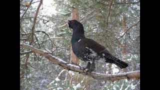 Одна из любимых птиц охотника. Птицы России. Тетерев - птица русского леса.
