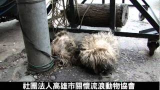 不被愛的孩子‧日曬雨淋小西施