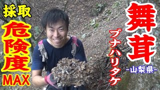 【奥多摩】舞茸狩り