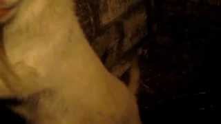 Признаки охоты у козы.Коза хочет гулять. The signs of hunting in goats.Goat wants to walk.