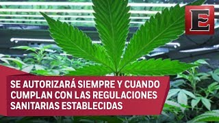 Cofepris contempla permitir el autocultivo de mariguana para fines médicos