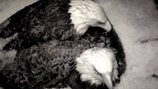 AEF - DC EAGLE CAM  ❤️ THE MOST BEAUTIFUL MOMENT YOU'LL EVER SEE!