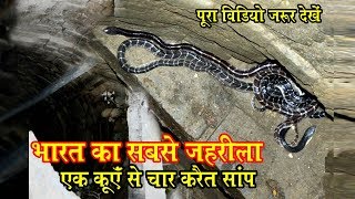 Very Dangerous Rescue Operations India's 4 Most Poisonous Snakes From A Well By Murliwale Hausla