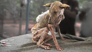 10 Самых Трогательных Спасений Животных!