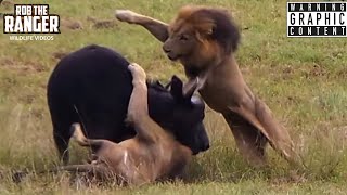 Male Lions Ambush Buffalo And Calf! (Epic Lion vs Buffalo Action Highlights!)