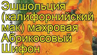 Эшшольция махровая Абрикосовый Шифон. Краткий обзор, описание характеристик eschscholzia californica